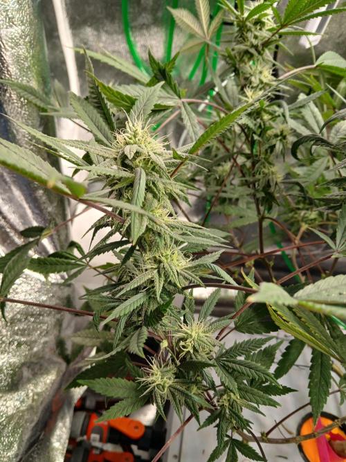 LECG #1 Gen3 RDWC. Week 12