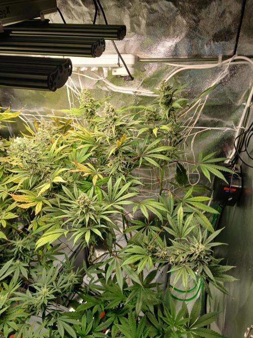 ALOG #2 RDWC. Week 14