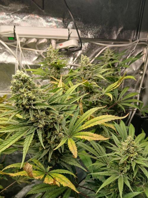 ALOG #2 RDWC. Week 14