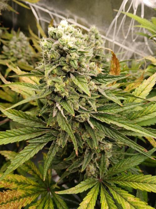 ALOG #2 RDWC. Week 14