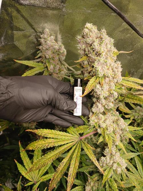 ALOG #1 RDWC. Week 14