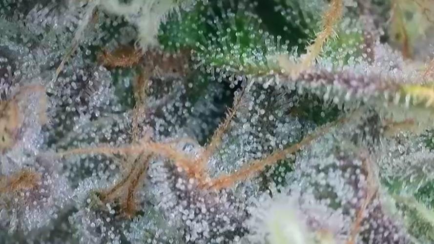 ALOG #1 RDWC. Week 14