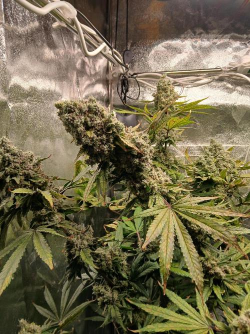 ALOG #1 RDWC. Week 14