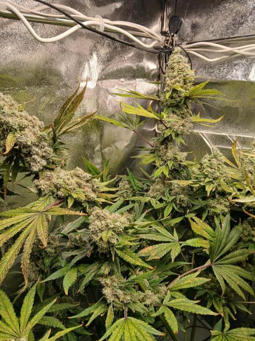 ALOG #1 RDWC. Week 14