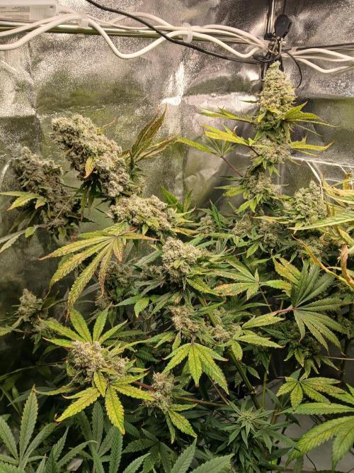 ALOG #1 RDWC. Week 14