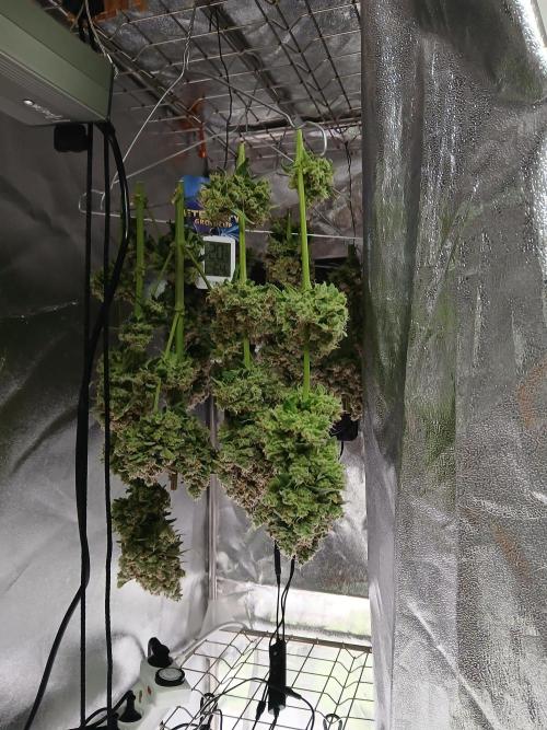 ALOG #1 RDWC. Week 15