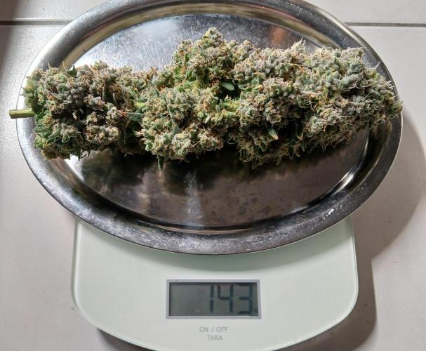 ALOG #1 RDWC. Week 15