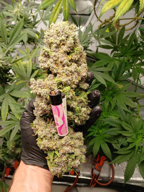 ALOG #1 RDWC. Week 15