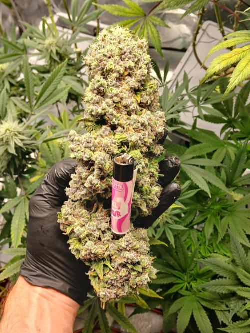 ALOG #1 RDWC. Week 15