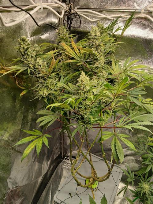 ALOG #2 RDWC. Week 15