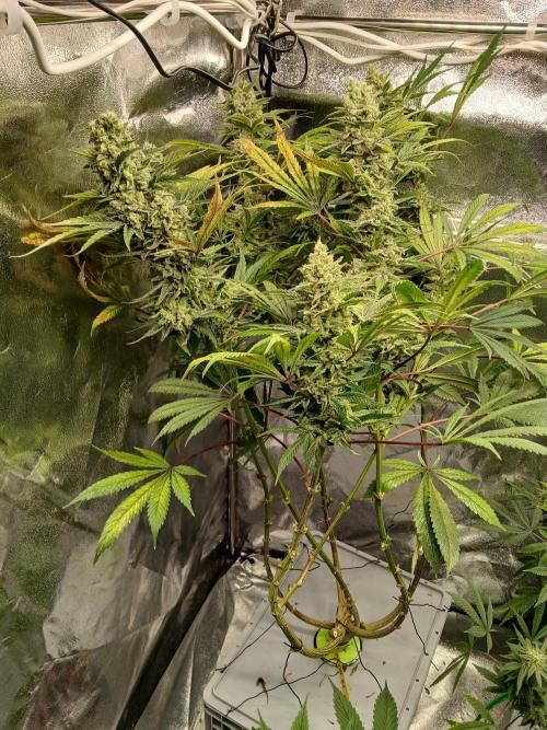 ALOG #2 RDWC. Week 15