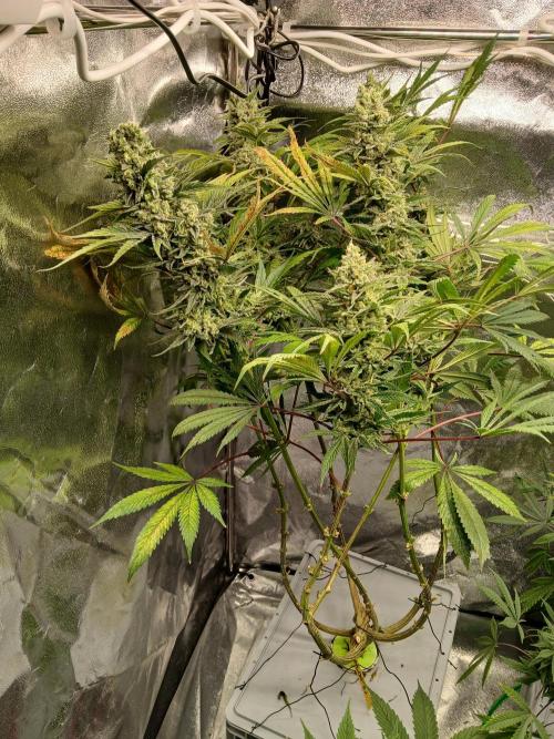 ALOG #2 RDWC. Week 15