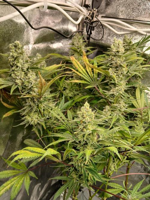 ALOG #2 RDWC. Week 15