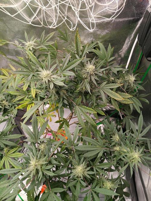 LECG #1 Gen3 RDWC. Week 13