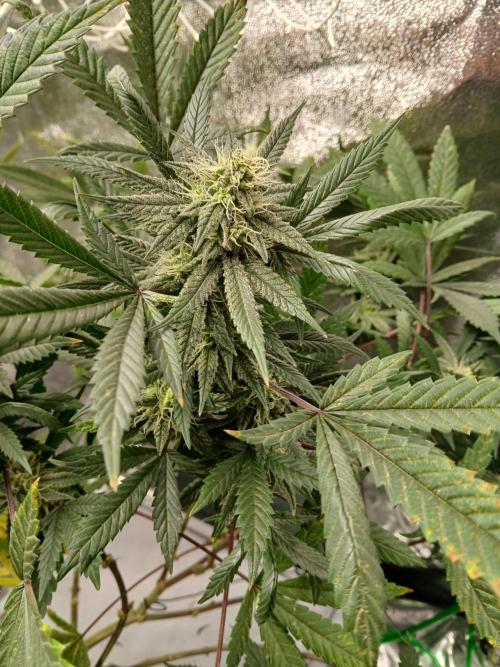 LECG #1 Gen3 RDWC. Week 13