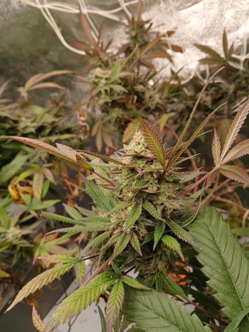 LECG #1 Gen3 RDWC. Week 15