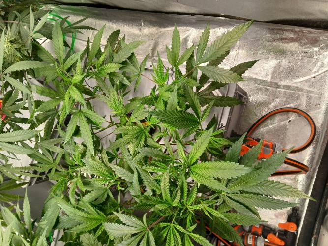 LECG Gen3 RDWC 7w. Week 6