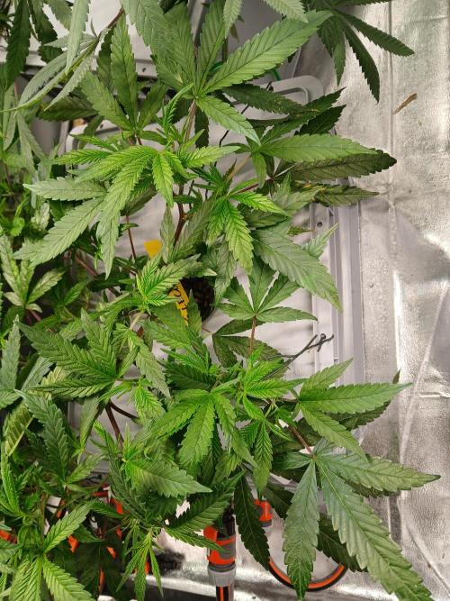 LECG Gen3 RDWC 7w. Week 6