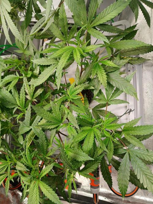 LECG Gen3 RDWC 7w. Week 6