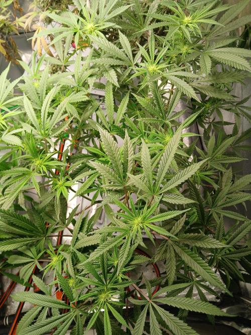 LECG Gen3 RDWC 7w. Week 9