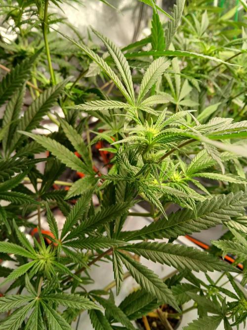 LECG Gen3 RDWC 7w. Week 9