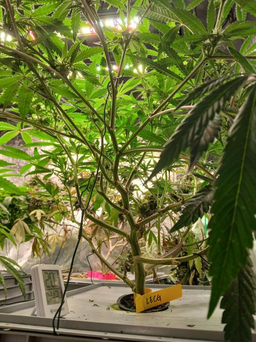 LECG Gen3 RDWC 7w. Week 9