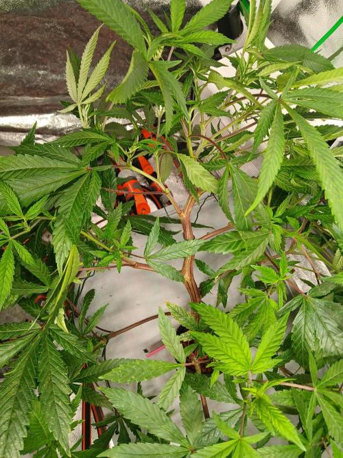 LECG Gen3 RDWC 10w. Week 10