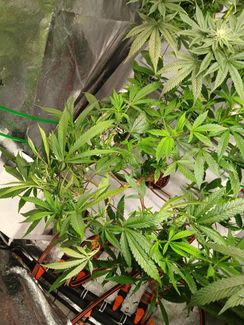 LECG Gen3 RDWC 10w. Week 10