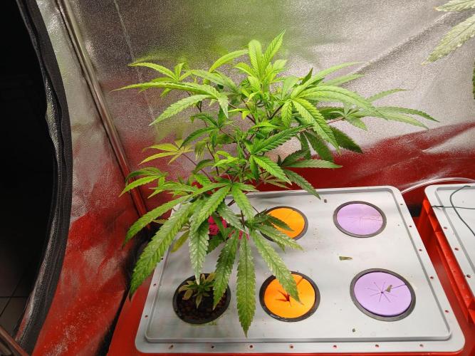 LECG Gen3 RDWC 10w. Week 5