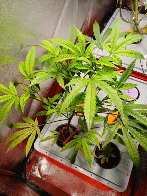 LECG Gen3 RDWC 10w. Week 5