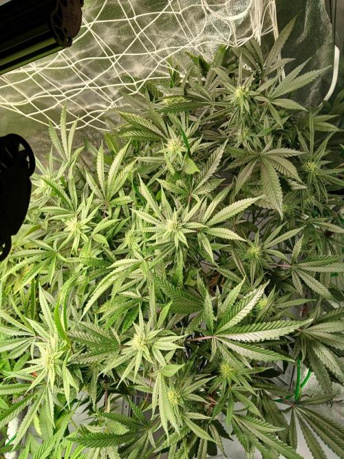 LECG Gen3 RDWC 7w. Week 11