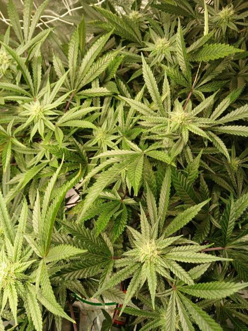 LECG Gen3 RDWC 7w. Week 11