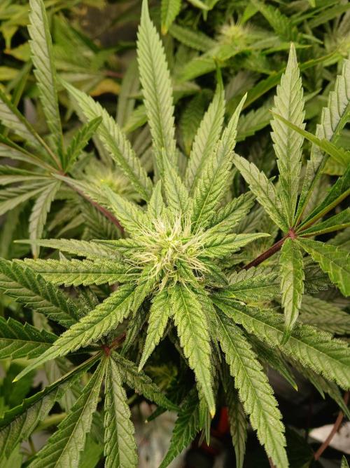 LECG Gen3 RDWC 7w. Week 11