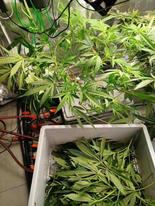 LECG Gen3 RDWC 10w. Week 11