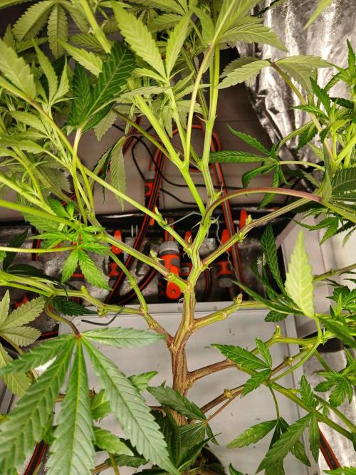 LECG Gen3 RDWC 10w. Week 11