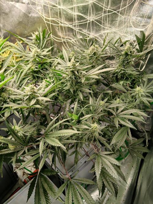 LECG Gen3 RDWC 7w. Week 12