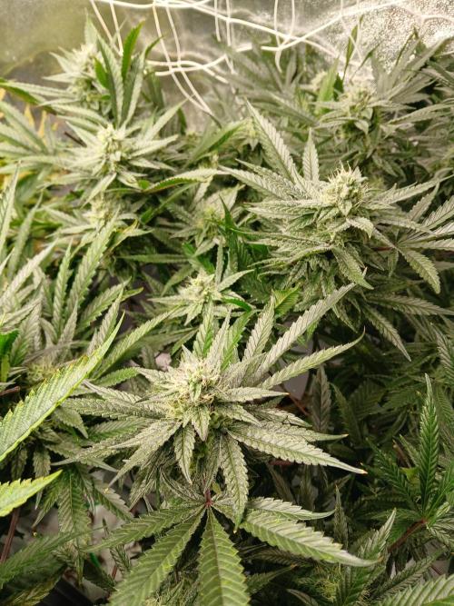 LECG Gen3 RDWC 7w. Week 12