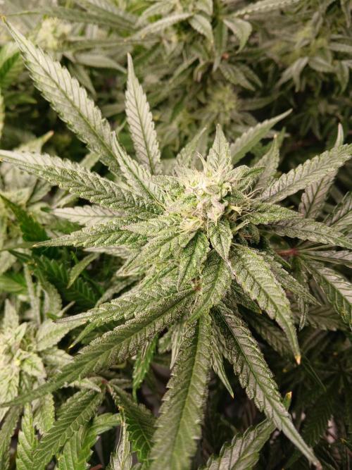 LECG Gen3 RDWC 7w. Week 12