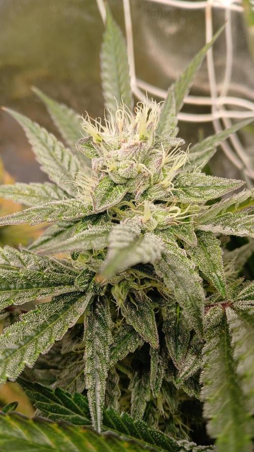 LECG Gen3 RDWC 7w. Week 12