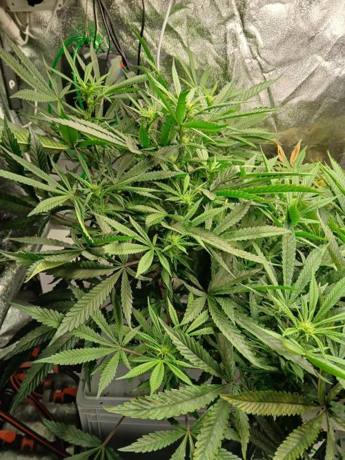 LECG Gen3 RDWC 10w. Week 12