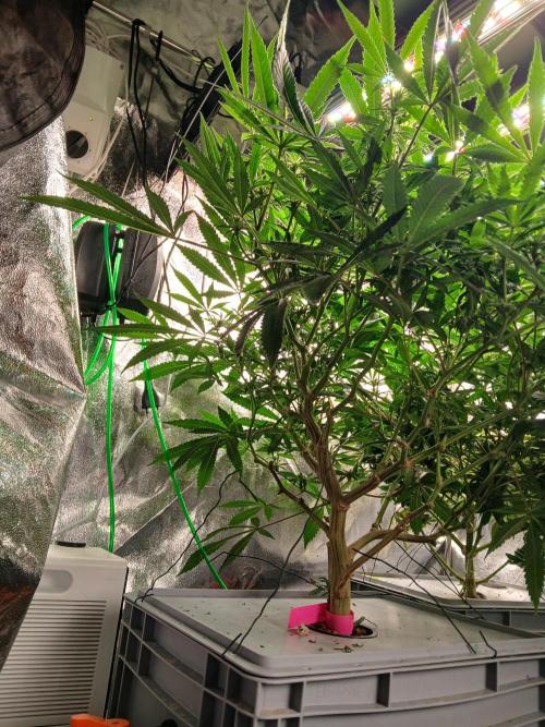 LECG Gen3 RDWC 10w. Week 12