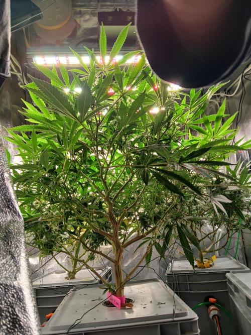 LECG Gen3 RDWC 10w. Week 12