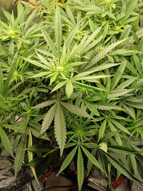 LECG Gen3 RDWC 10w. Week 12