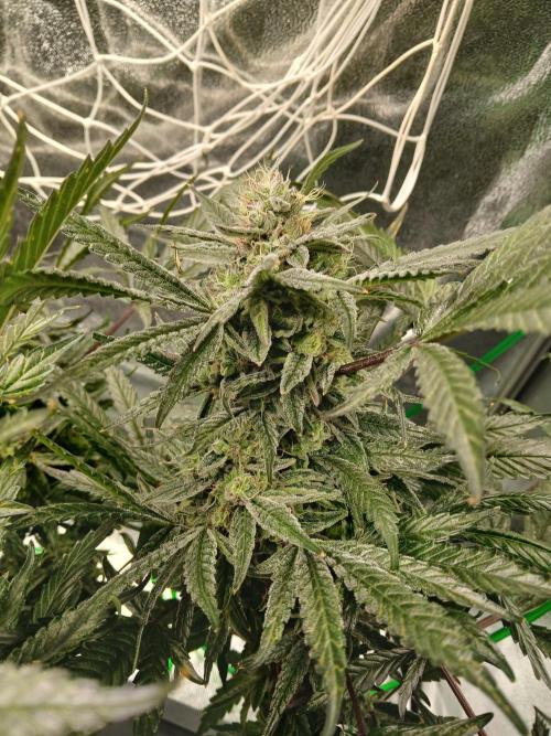 LECG Gen3 RDWC 7w. Week 13