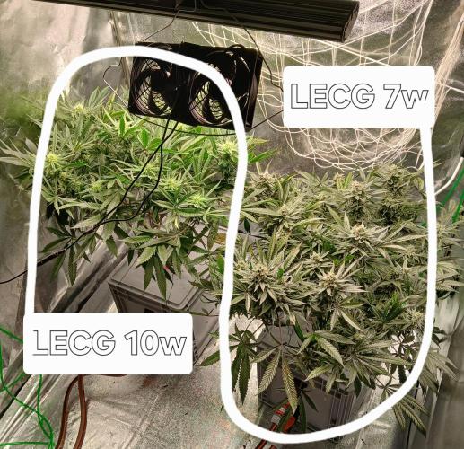 LECG Gen3 RDWC 10w. Week 13