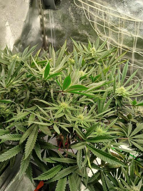 LECG Gen3 RDWC 10w. Week 13