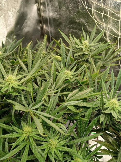 LECG Gen3 RDWC 10w. Week 13