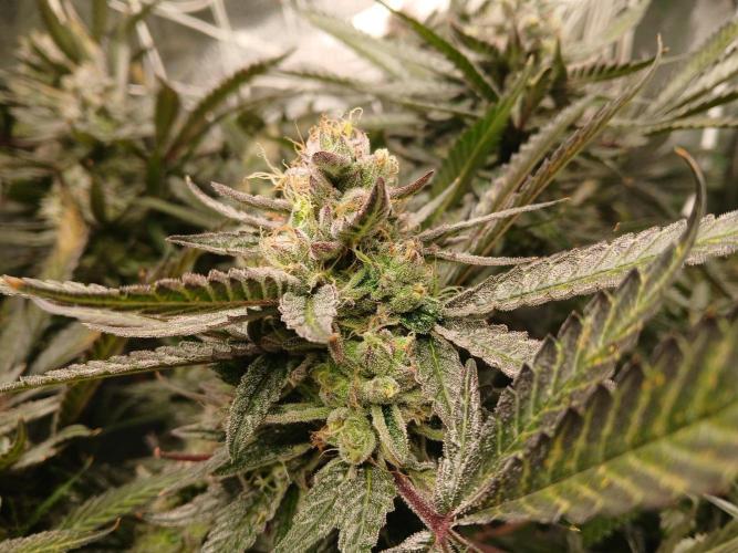 LECG Gen3 RDWC 7w. Week 14