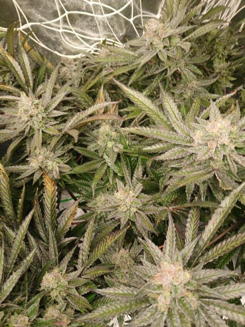 LECG Gen3 RDWC 7w. Week 14