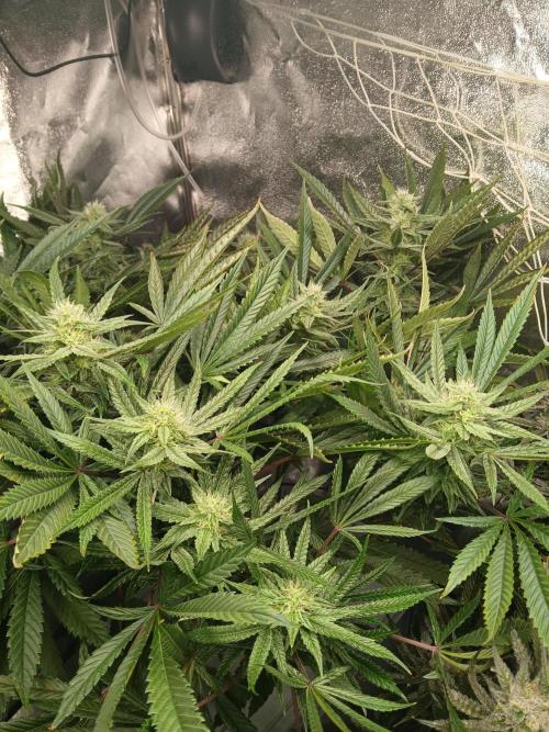 LECG Gen3 RDWC 10w. Week 14